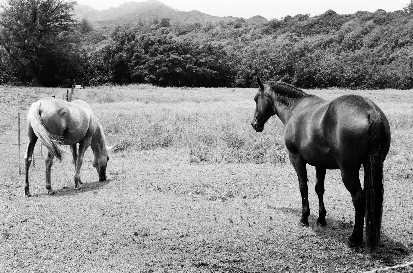 Horses outside of the park