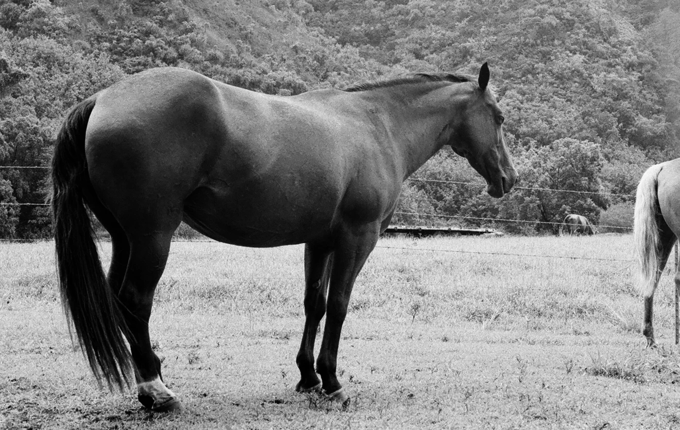 Horses outside of the park