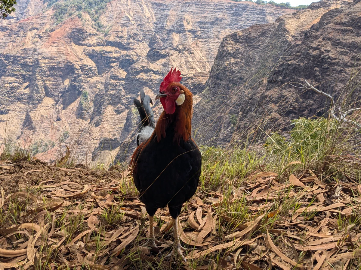 Peter standing on the edge of a canyon.